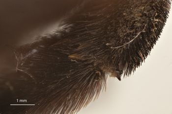 Media type: image;   Entomology 816428 Aspect: hind tibia